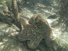 Octopus insularis
