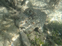 Octopus insularis