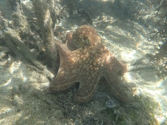 Octopus insularis