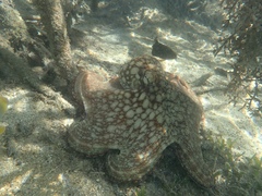 Octopus insularis