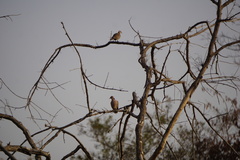Streptopelia vinacea