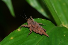 Discotettix kirscheyi