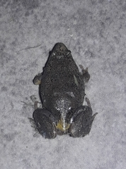 Elachistocleis bicolor