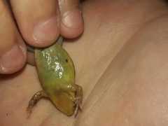 Elachistocleis bicolor