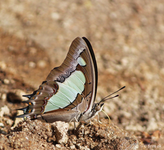Polyura agraria