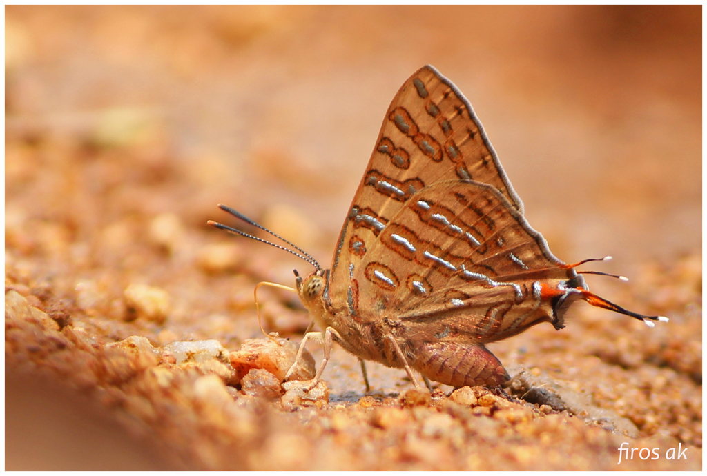 Scarce Shot Silverline