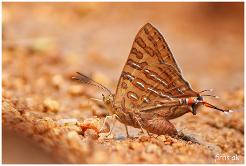 Scarce Shot Silverline