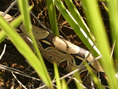 Boa constrictor constrictor