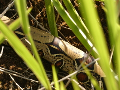 Boa constrictor constrictor