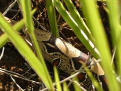 Boa constrictor constrictor