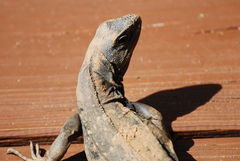 Ctenosaura oedirhina