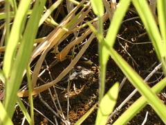 Boa constrictor constrictor