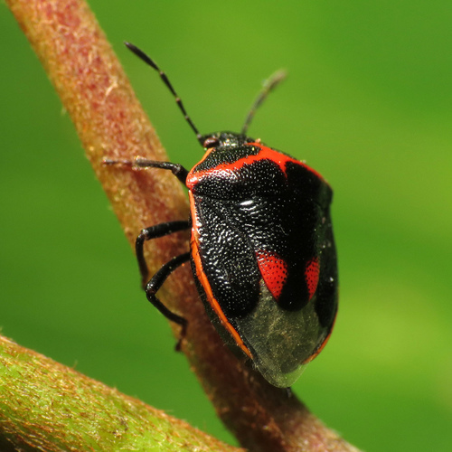 Twice-Stabbed Stink Bug (NPS National Capital Region True Bugs ...