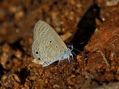Azanus ubaldus