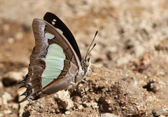 Polyura agraria