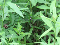 Arigomphus