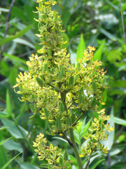 Elaine Wolshock/Matthew Fook, CC BY, iNaturalist via GBIF Melanthium virginicum, photograph Elaine Wolshock/Matthew Fook, CC BY, iNaturalist via GBIF