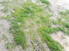 Mesembryanthemum nodiflorum