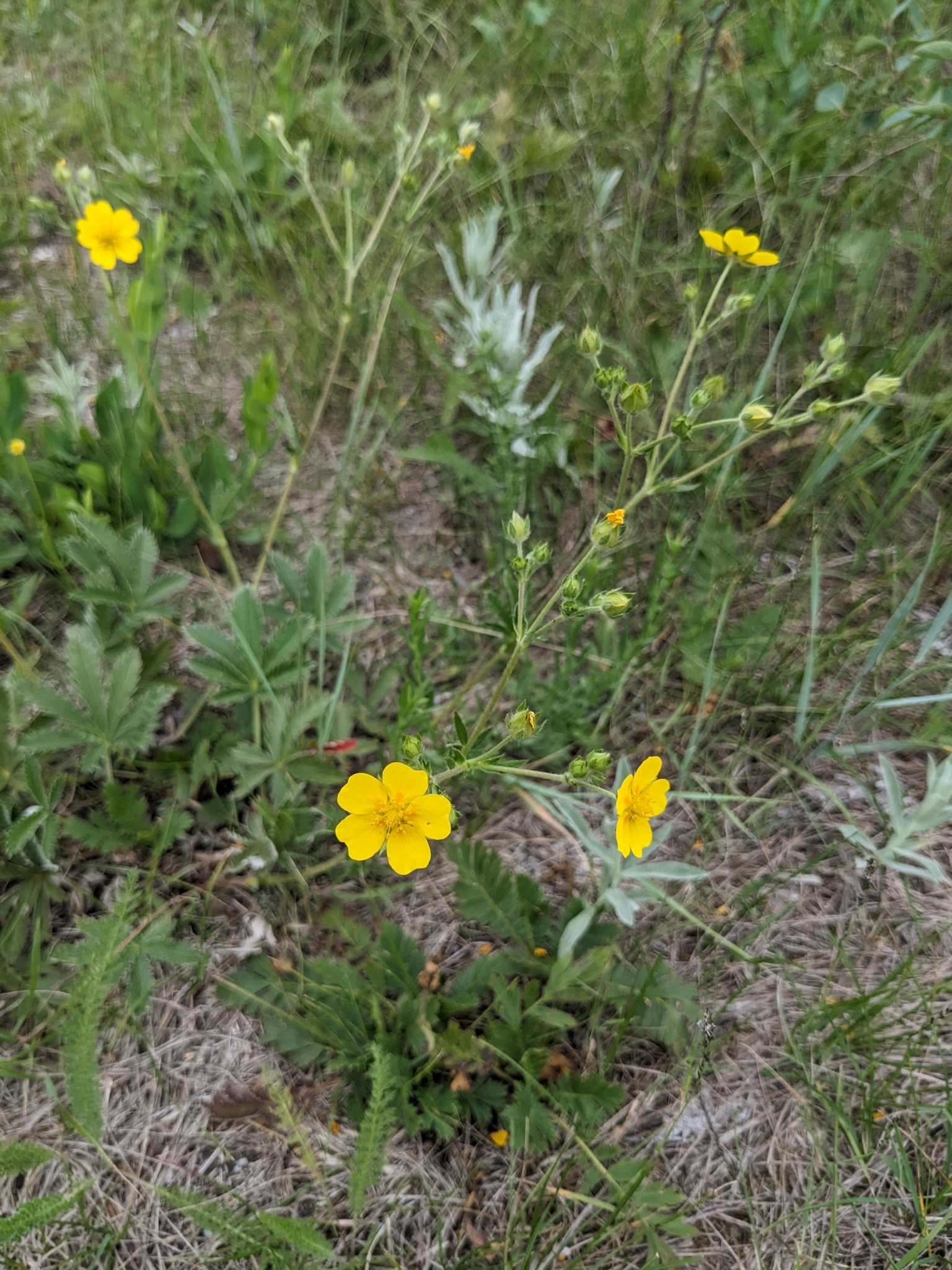 Potentilla pulcherrima