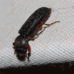 Heteropsoa australis