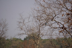 Coracias abyssinicus