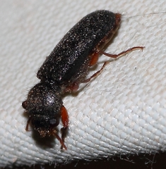 Heteropsoa australis