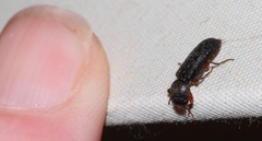 Heteropsoa australis