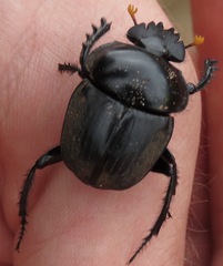 Scarabaeus rusticus