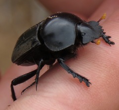 Scarabaeus rusticus