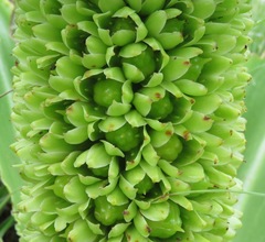 Eucomis autumnalis