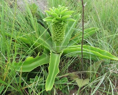 Eucomis autumnalis