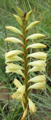 Watsonia watsonioides