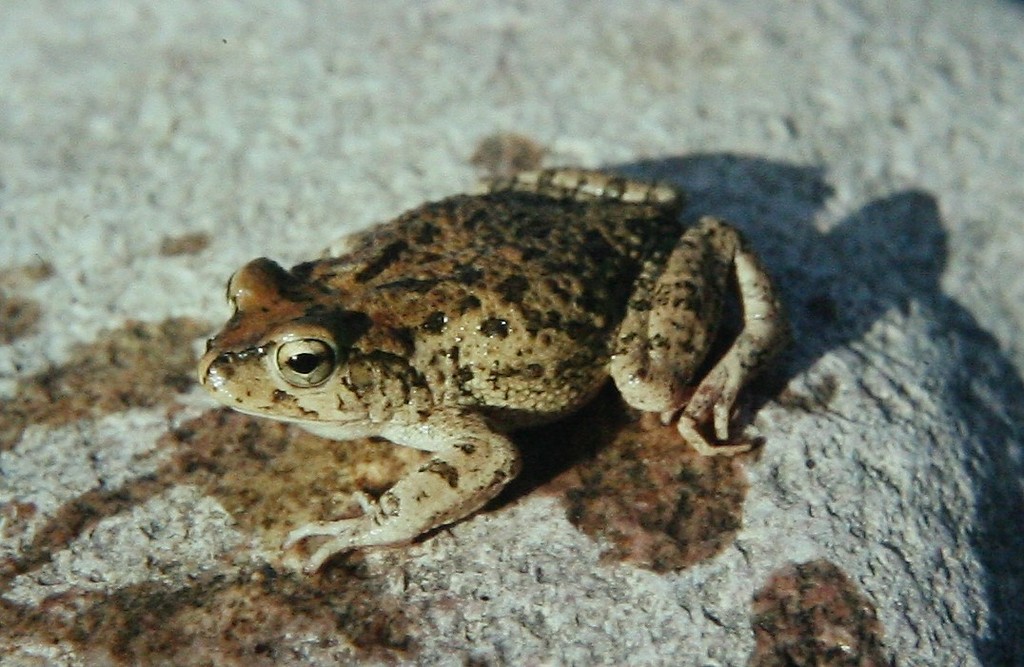 Arabian Toad