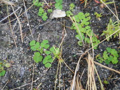 Oxalis commutata