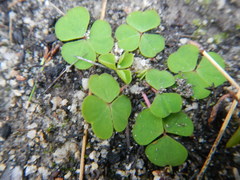 Oxalis commutata