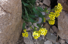 Draba aurea