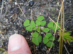 Oxalis commutata