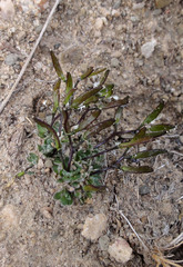 Draba lonchocarpa