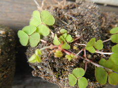 Oxalis commutata