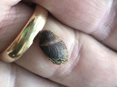 Barbatia domingensis