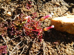 Oxalis commutata