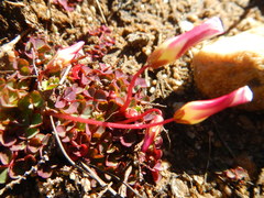 Oxalis commutata