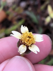 Tridax procumbens image