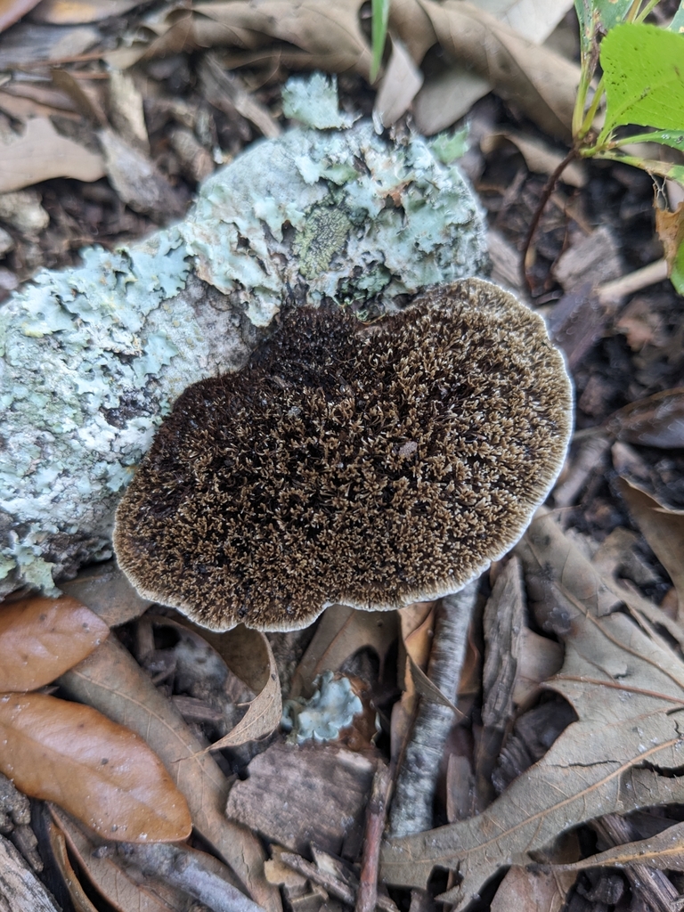 Hairy Hexagonia