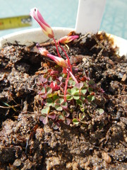 Oxalis commutata