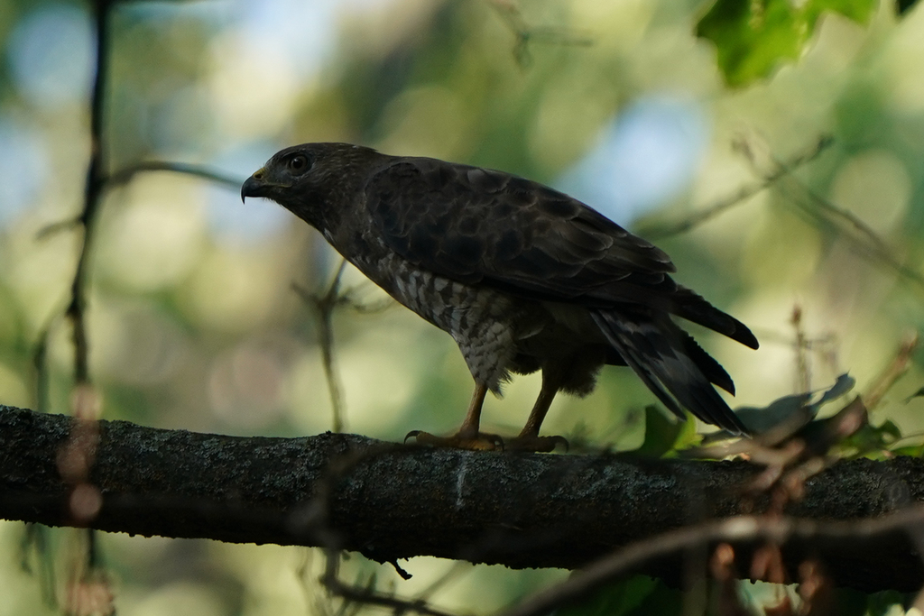 Broad-winged Hawk from Berks County, Pennsylvania, USA on July 13, 2023 ...