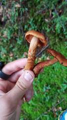Cortinarius rubellus