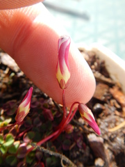 Oxalis commutata