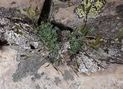 Draba lonchocarpa