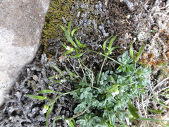 Draba lonchocarpa
